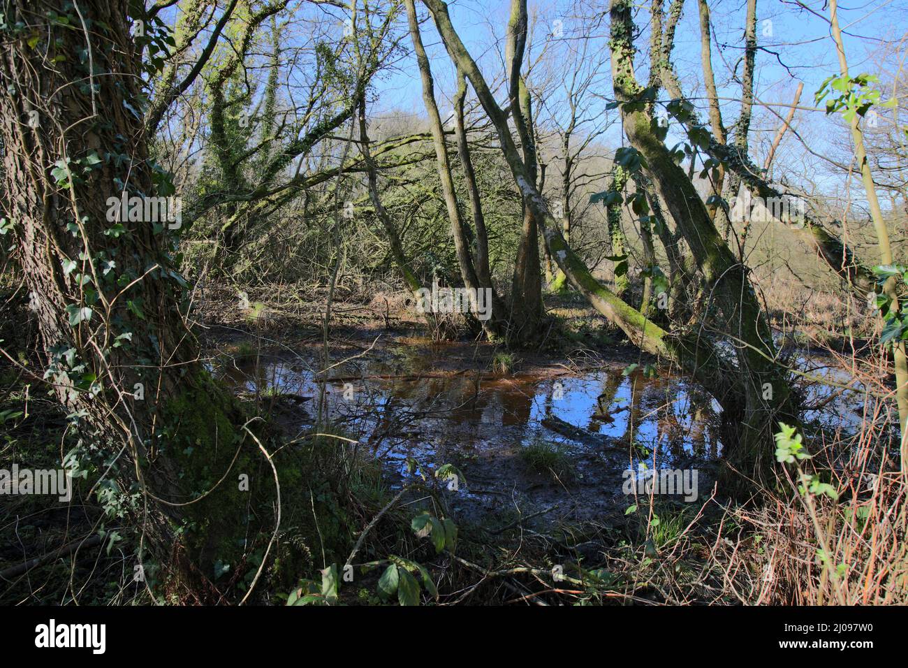 Flooded forest in Cheshire UK Stock Photo