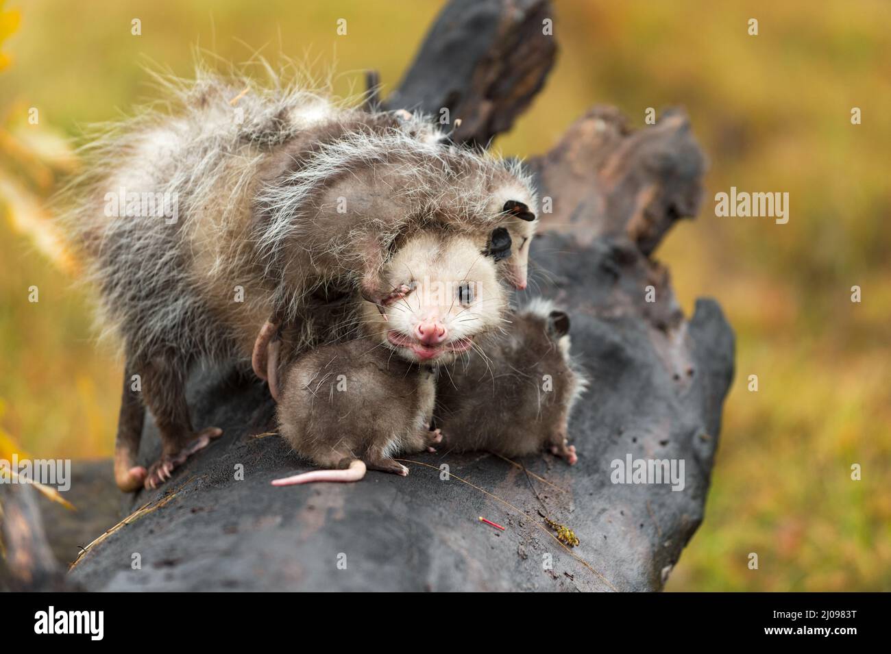 Delph Animals Virginia Opossum Adult (Didelphis virginiana) Looks Out Joey Paw in Eye ...