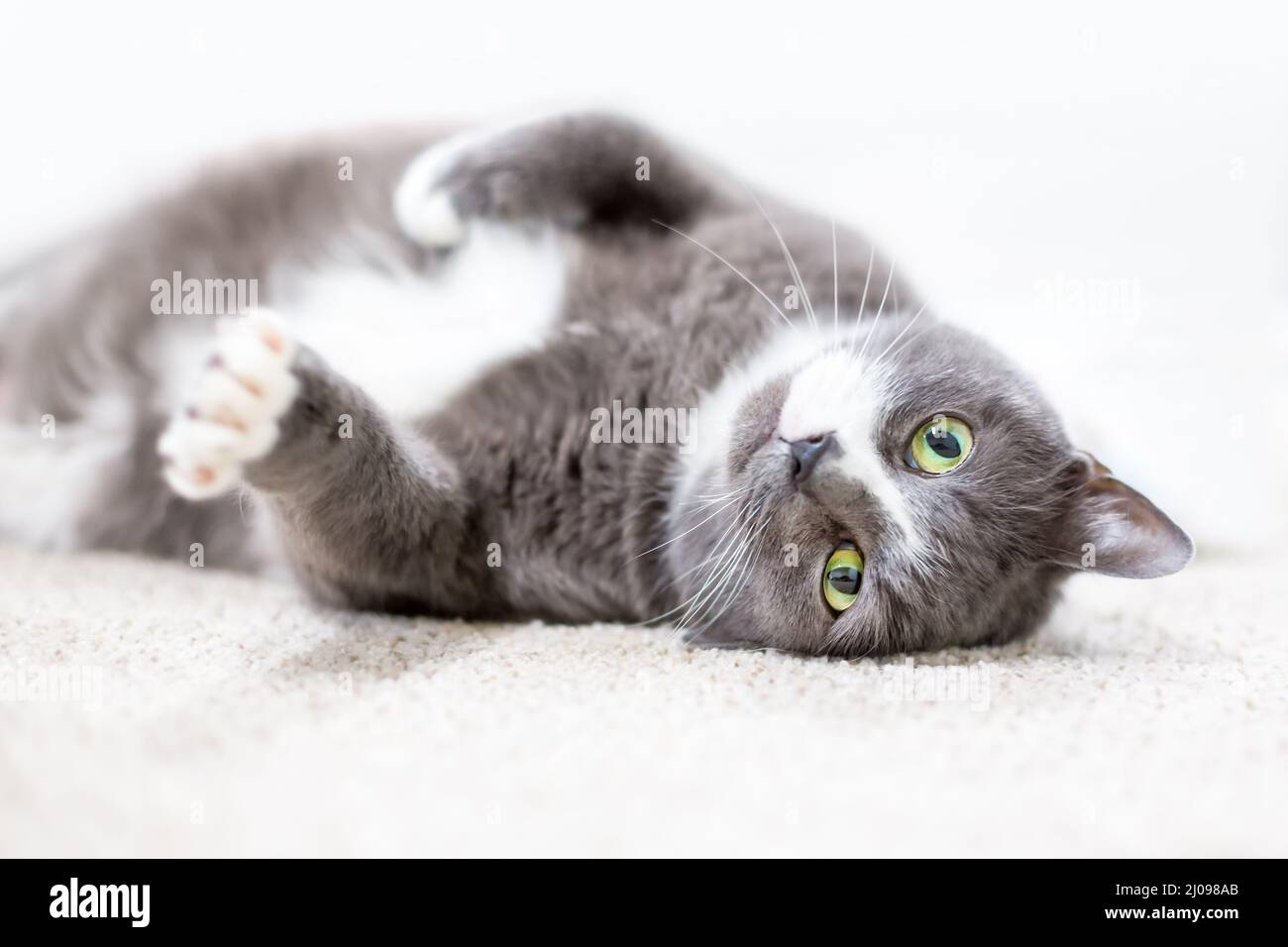 A gray and white shorthair cat with green eyes lying down in a relaxed position upside down Stock Photo
