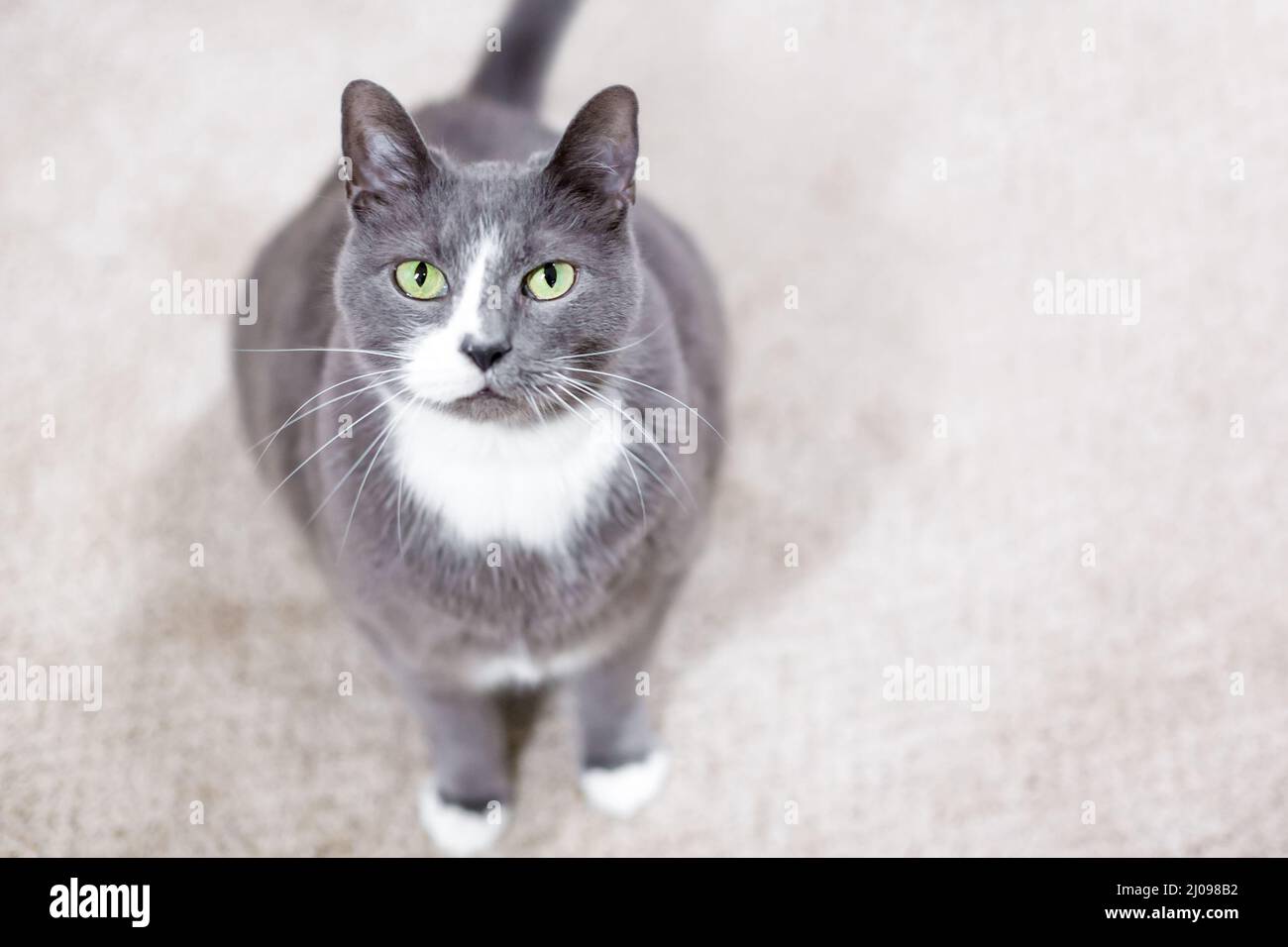 A gray and white shorthair cat with green eyes looking up at the camera Stock Photo