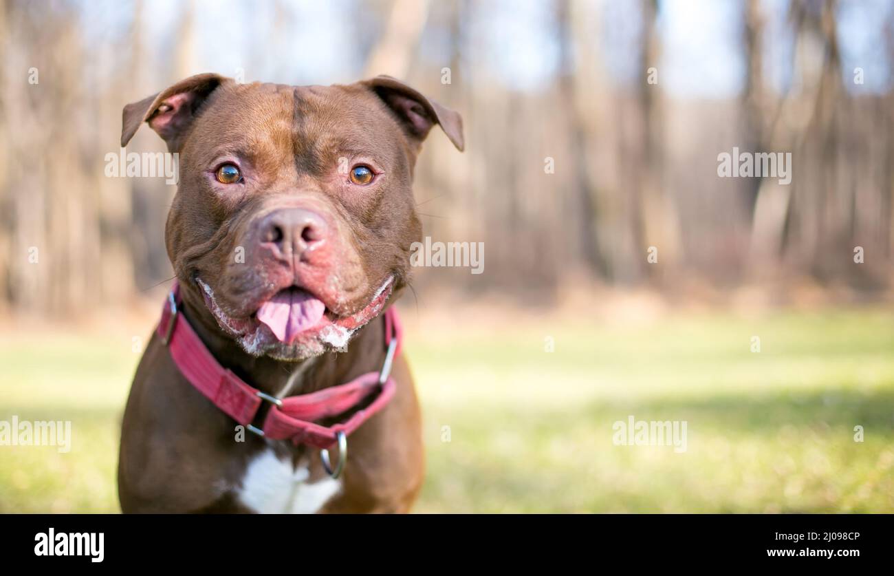 A happy Staffordshire Bull Terrier Pit Bull mixed breed dog wearing a red Martingale style collar Stock Photo