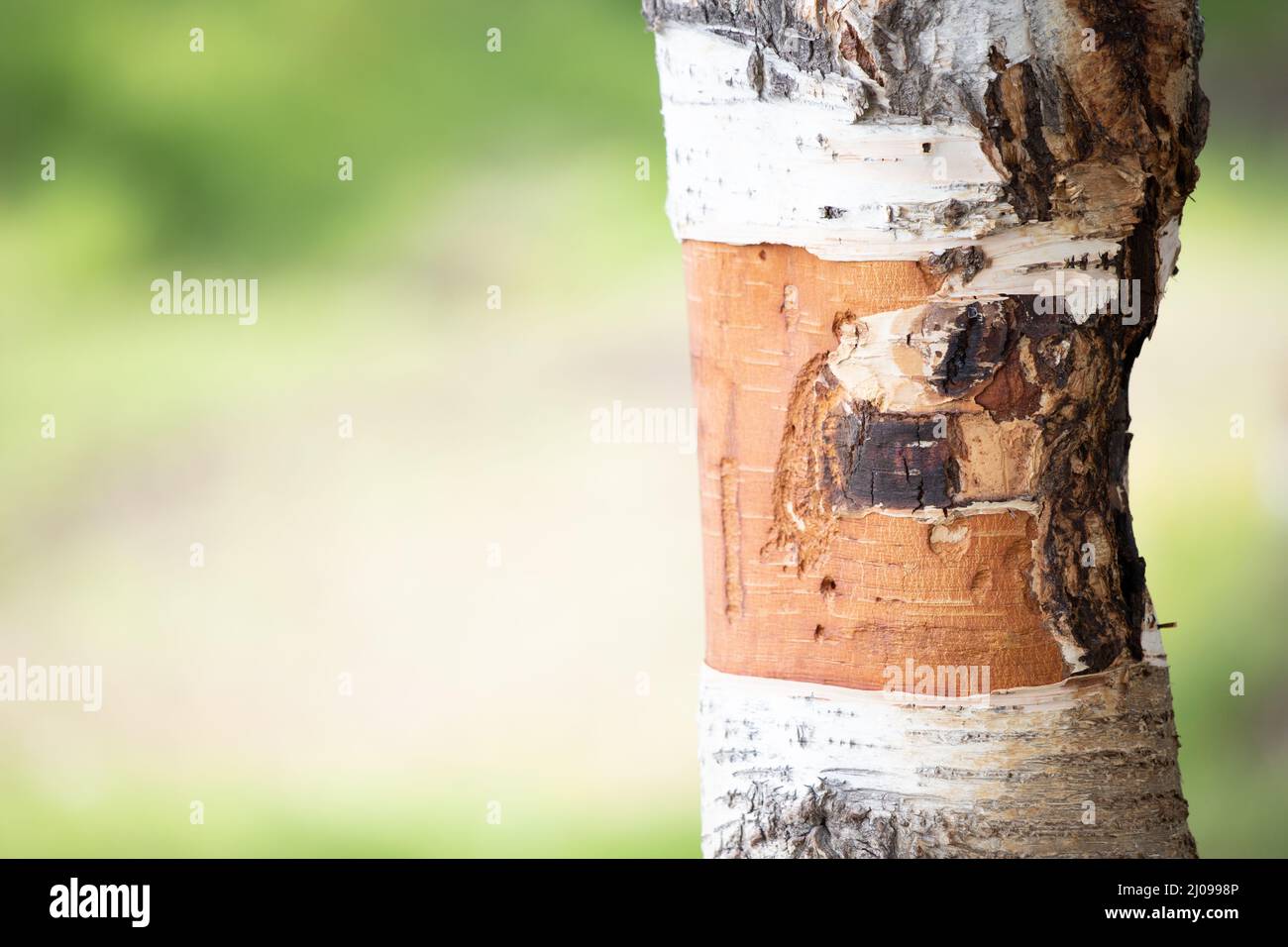 Ignorant hikers cut the bark from a birch tree to kindle fires, which