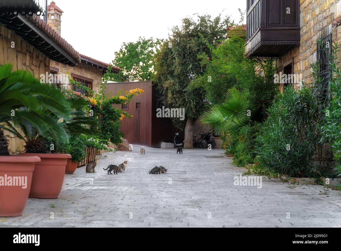 Panoramic view of old town in Turkey at dusk with handsome green eyed tabby cats. Retro vintage style. Copy space. Stock Photo