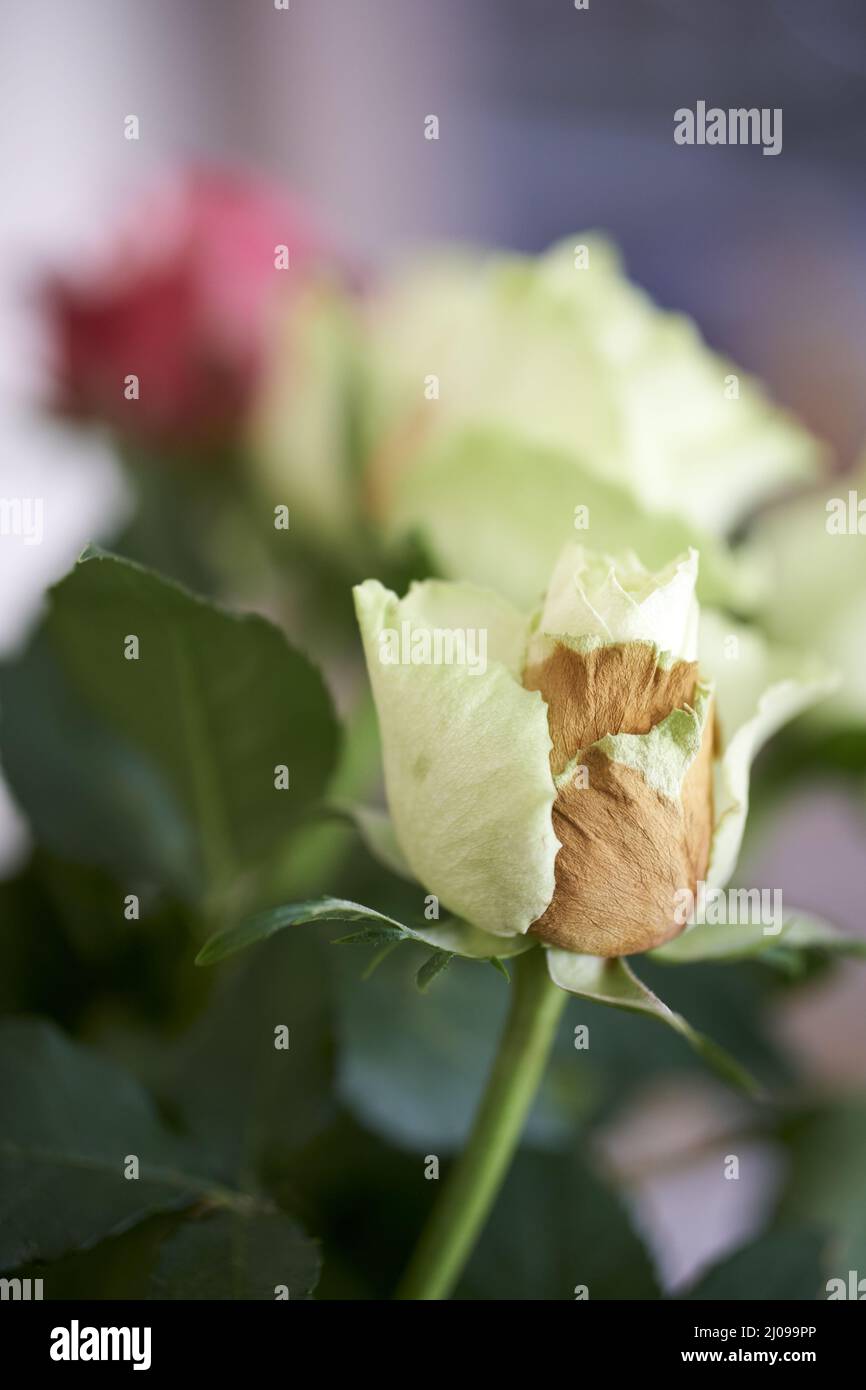 Vertical closeup shot of a white rose on a blurry background Stock ...