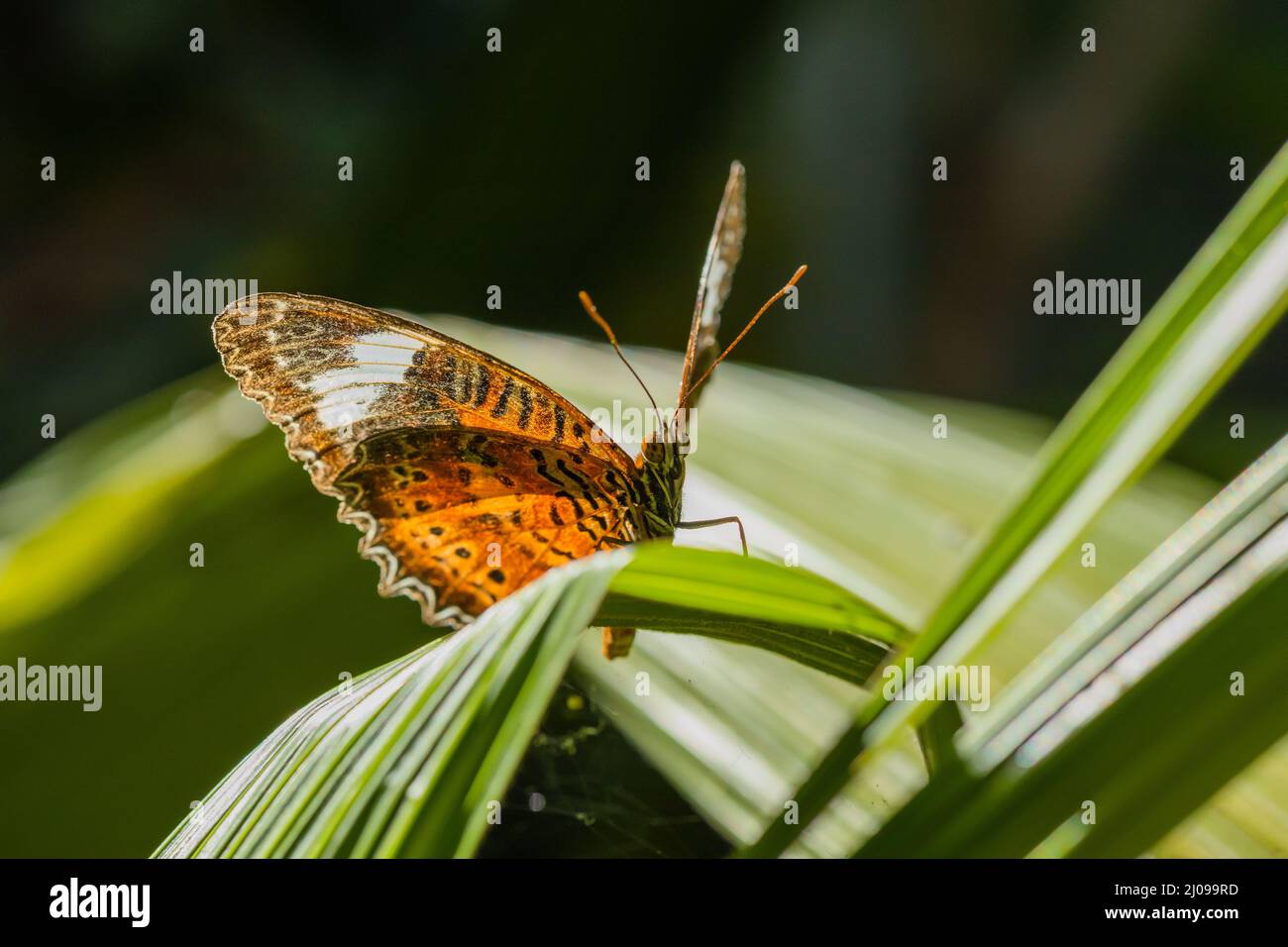 Monarch butterfly sitting on a leaf hi-res stock photography and images ...
