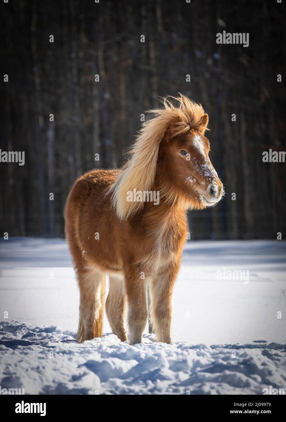 Chestnut Icelandic horse filly standing in the snow Stock Photo