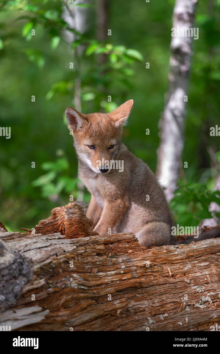 Coyote Pup (Canis latrans) Sits on Log Looking Down and to Side Summer ...
