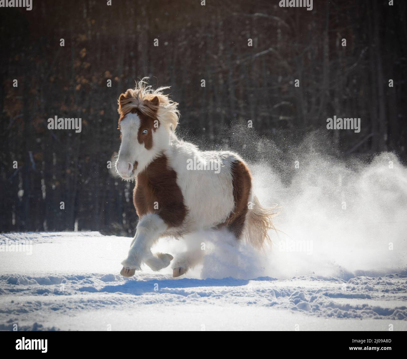 Icelandic horse filly racing through the snow Stock Photo