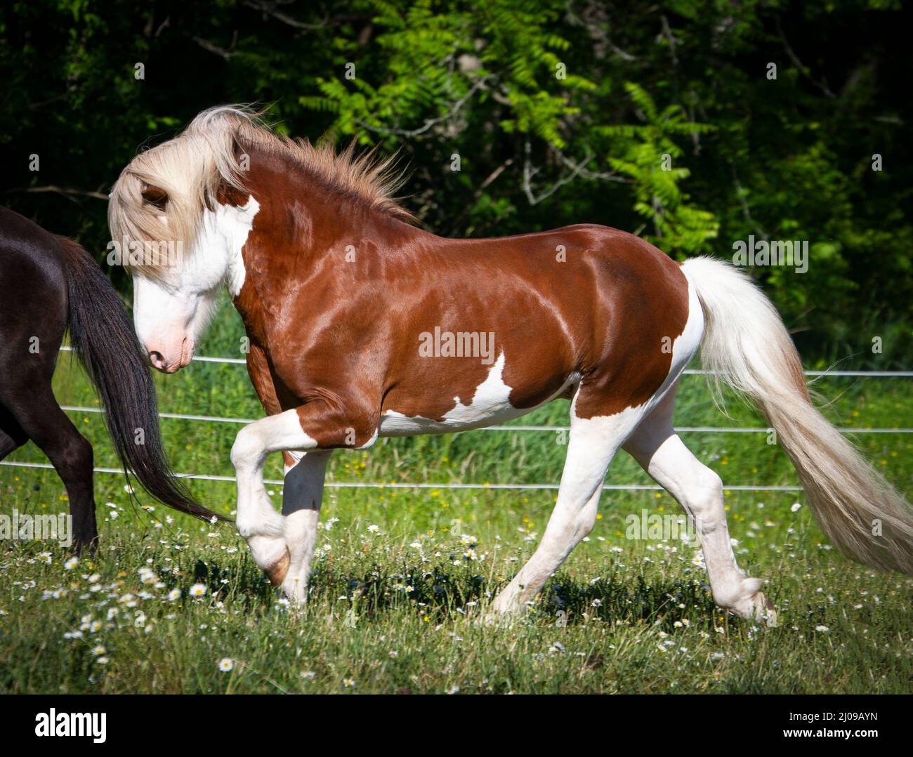 Icelandic horse stallion plays in the summer pasture Stock Photo