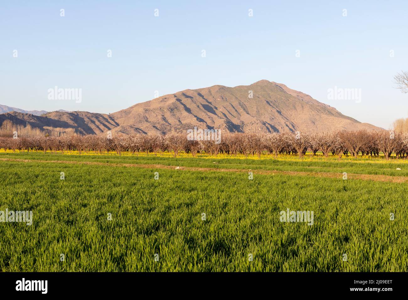 Apricot farming in Swat valley, Pakistan Stock Photo