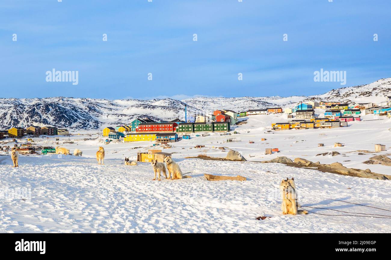 Sledding dogs and Inuit houses on the rocky hills covered in snow, Ilulissat, Avannaata municipality, Greenland Stock Photo