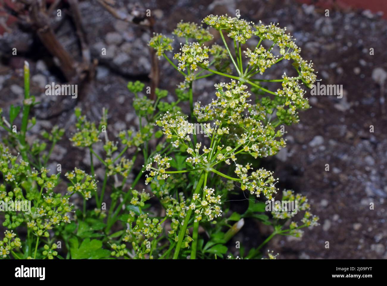 Parsley's flower close-up Stock Photo