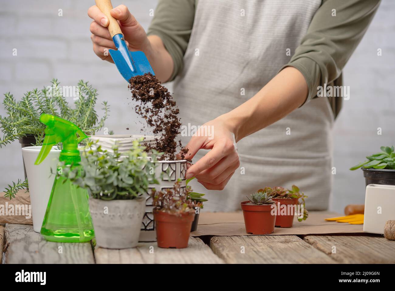 Благоприятные дни для пересадки комнатных растений в феврале 2023. Горшок с цветами. Календарик цветок комнатная. Пересадить домашние цветы. Комнатные цветы.