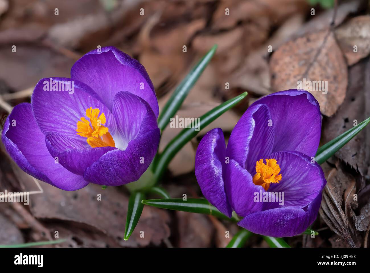 Purple and gold crocus flowers pushing thru a bed of dead leaves. It is a genus of flowering plants in the iris family Stock Photo