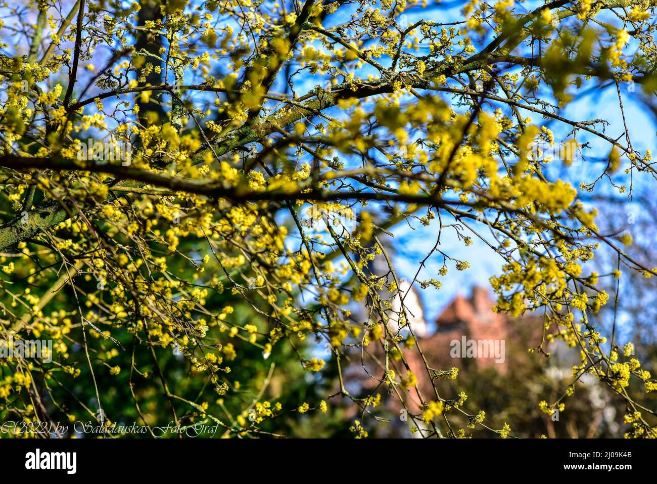 Scilla-Blüte auf historischem Friedhof, Lindener Berg ,Hannover. Stock Photo