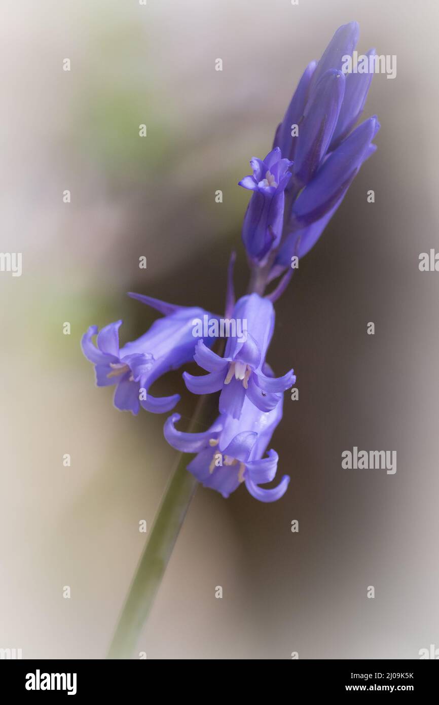 Portrait of a bluebell flower (Hyacinthoides non-scripta) growing in the woodland at Waresley in Cambridgeshire Stock Photo