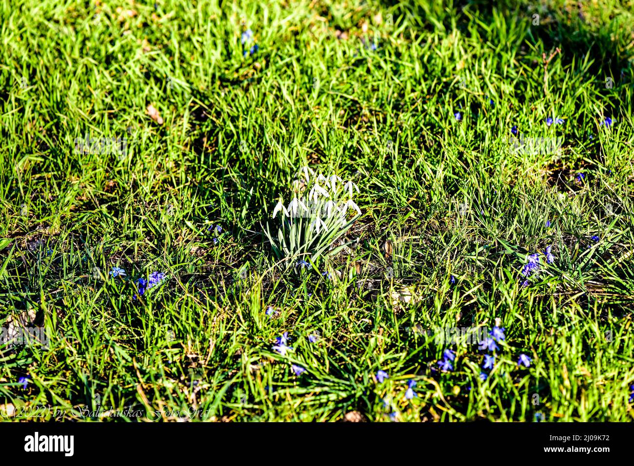 Scilla-Blüte auf historischem Friedhof, Lindener Berg ,Hannover. Stock Photo