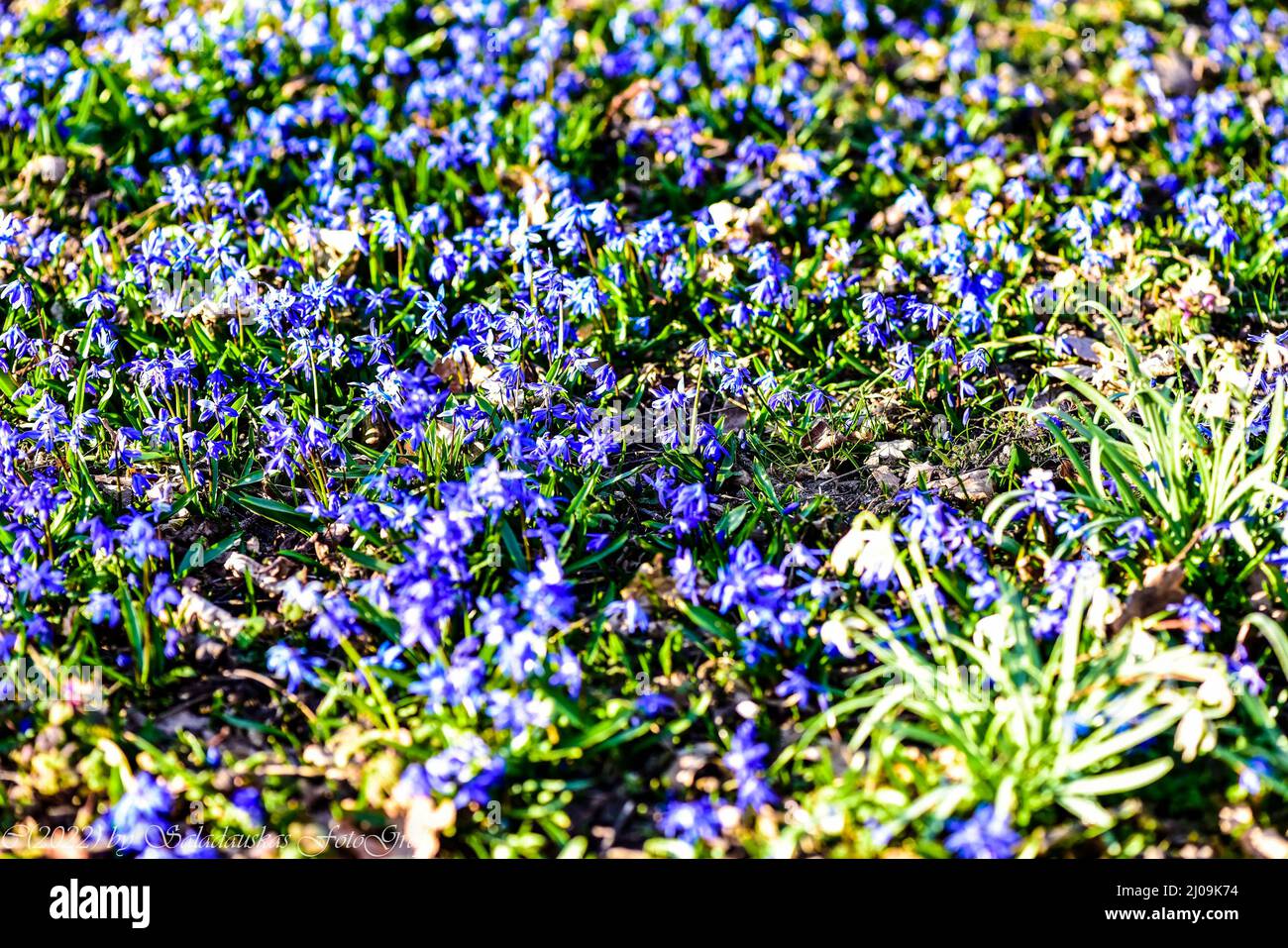 Scilla-Blüte auf historischem Friedhof, Lindener Berg ,Hannover. Stock Photo