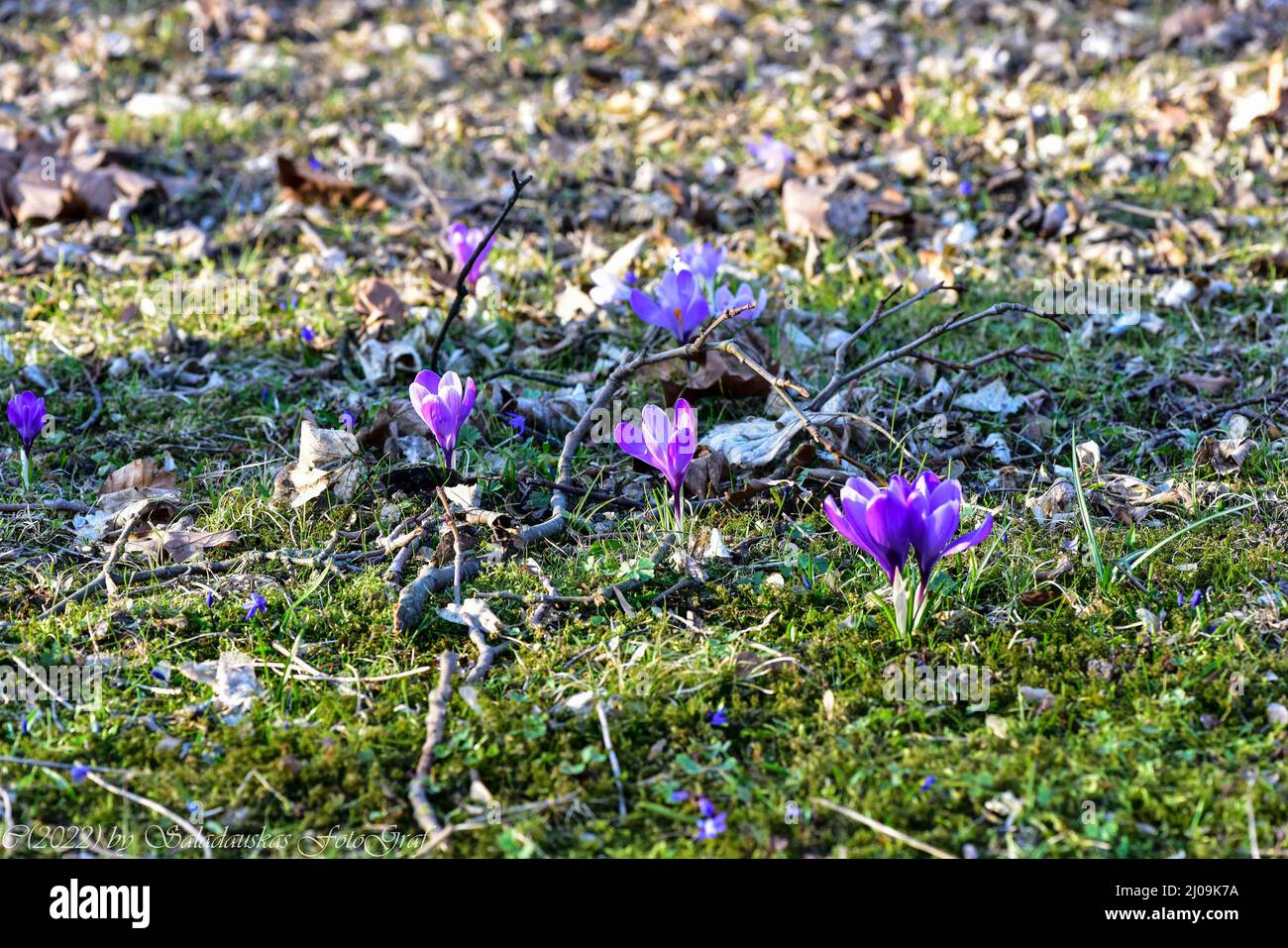 Scilla-Blüte auf historischem Friedhof, Lindener Berg ,Hannover. Stock Photo