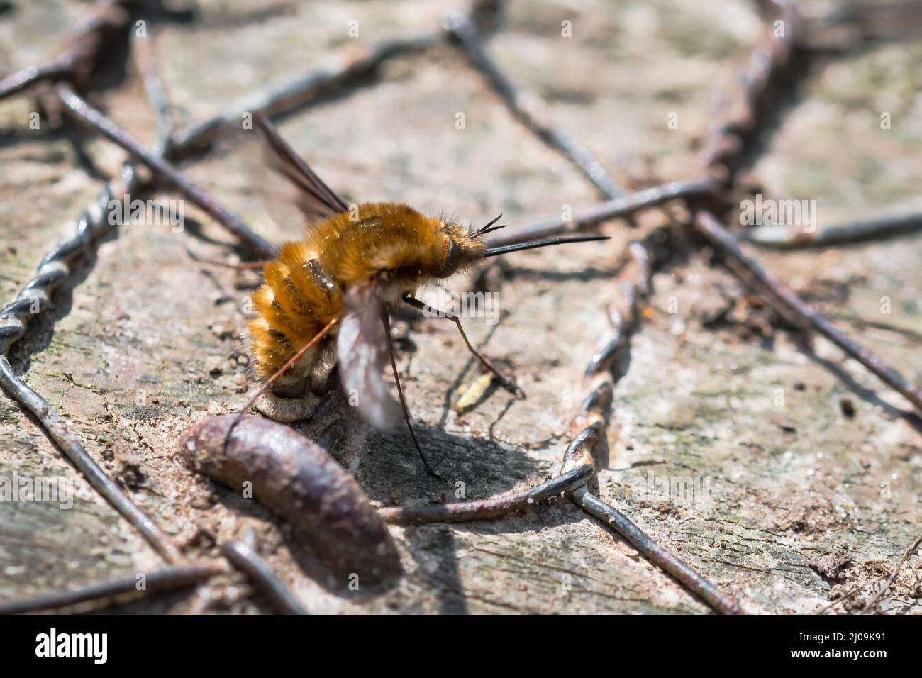 Side on shot of the dark edged bee fly (Bombylius major) laying its ...