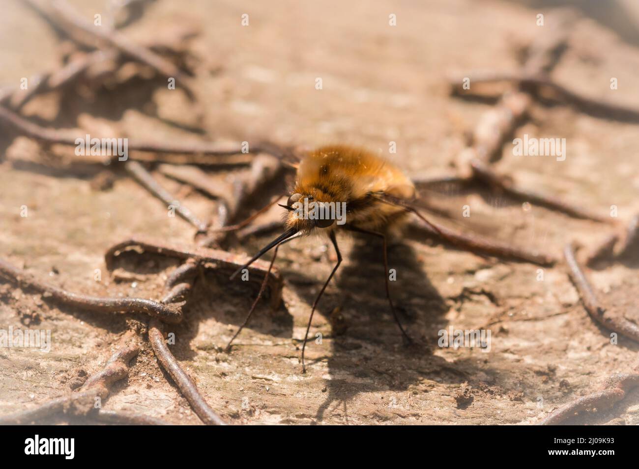A dark edged bee fly (Bombylius major) lays its eggs on the wire ...