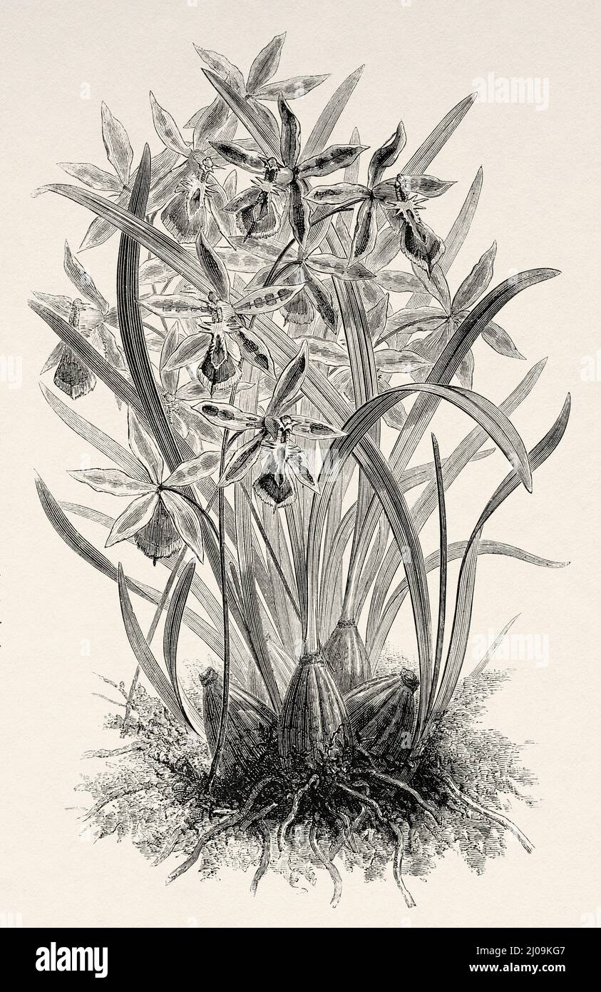 Odontoglossum epidendroides. Colombia. South America. Old 19th century engraved illustration from Journey to Colombia by Edward Francois Andre, Le Tour du Monde 1877 Stock Photo