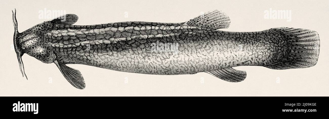 THE BLACK MIRROR Classic Famous Carp Series Pencil Drawing Fishing Art Print THE BLACK MIRROR Classic Famous Carp Series Pencil Drawing Fishing Art Print