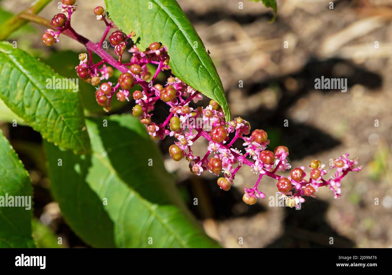 American pokeweed flowers and fruits (Phytolacca americana) Stock Photo