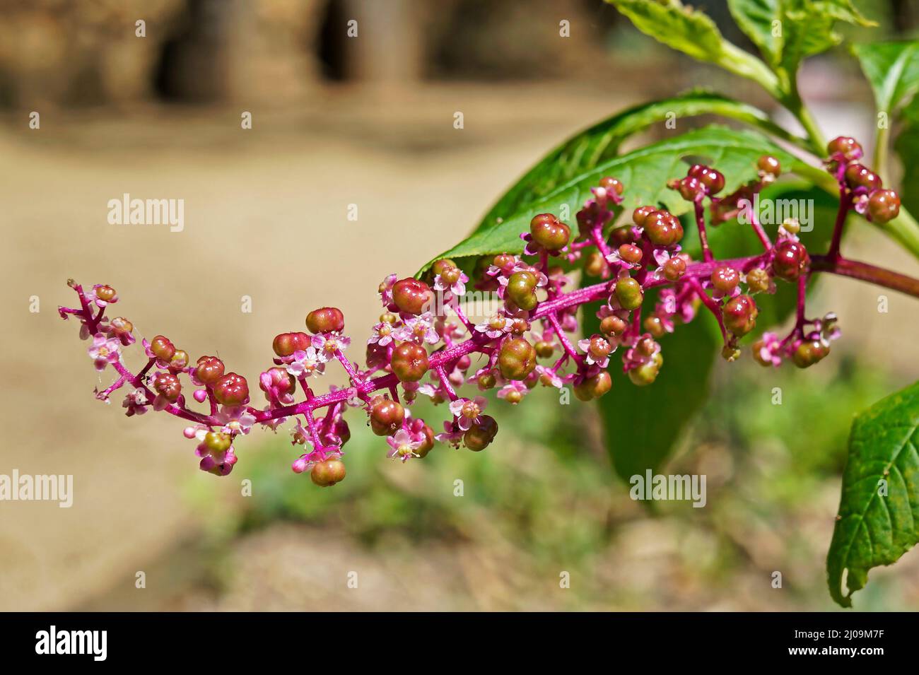American pokeweed flowers and fruits (Phytolacca americana) Stock Photo