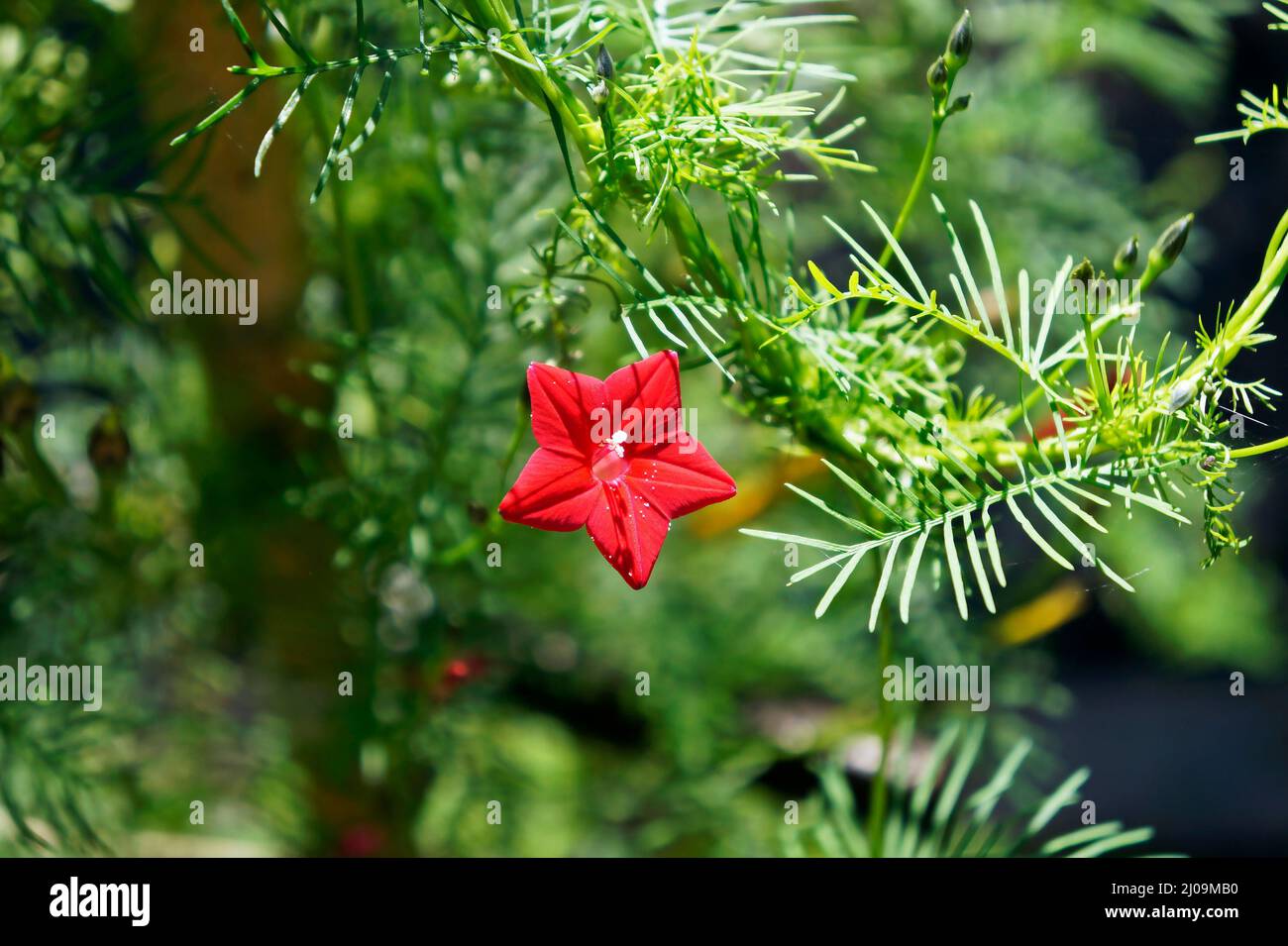 Cypress vine, cypressvine morning glory or cardinal creeper (Ipomoea quamoclit) Stock Photo