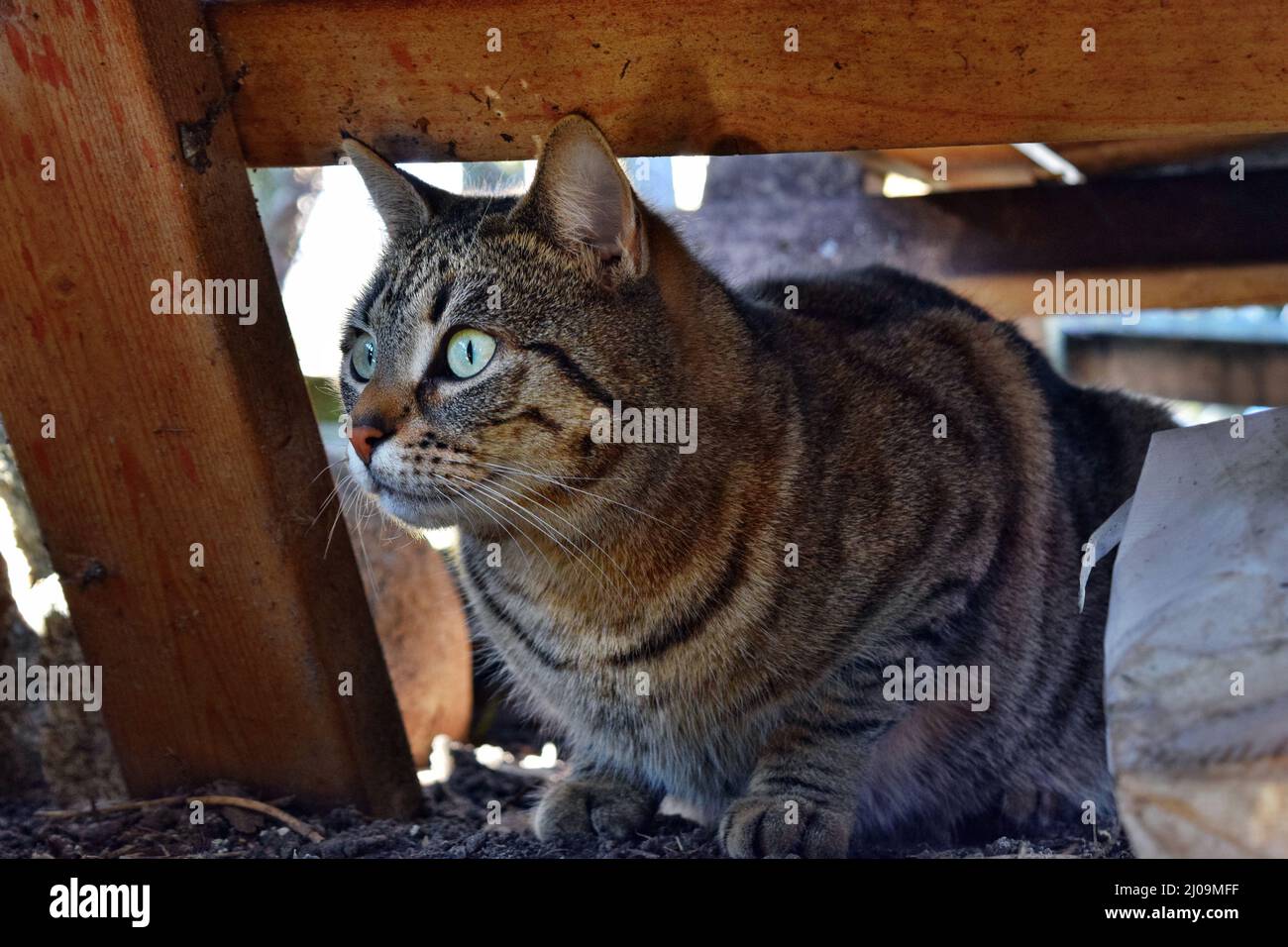 Large domestic cat similar to wild cat, probable descendant (Felis