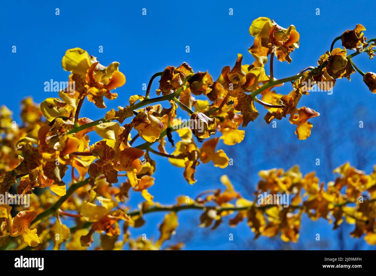 The gigantic cyrtopodium flowers (Cyrtopodium gigas), yellow orchid Stock Photo