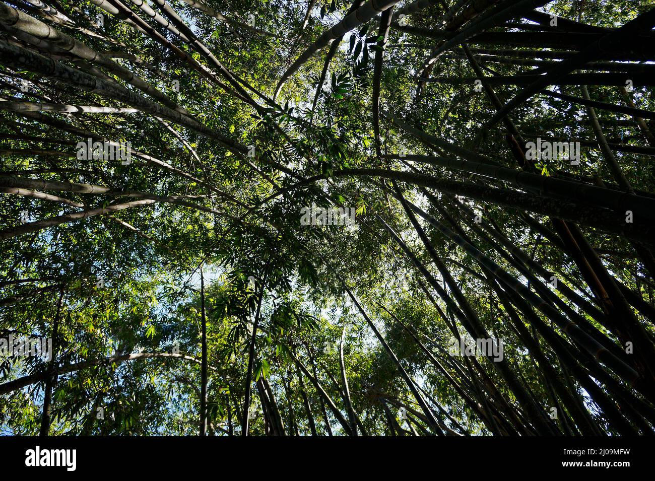 Giant bamboo or dragon bamboo forest (Dendrocalamus giganteus), Rio Stock Photo