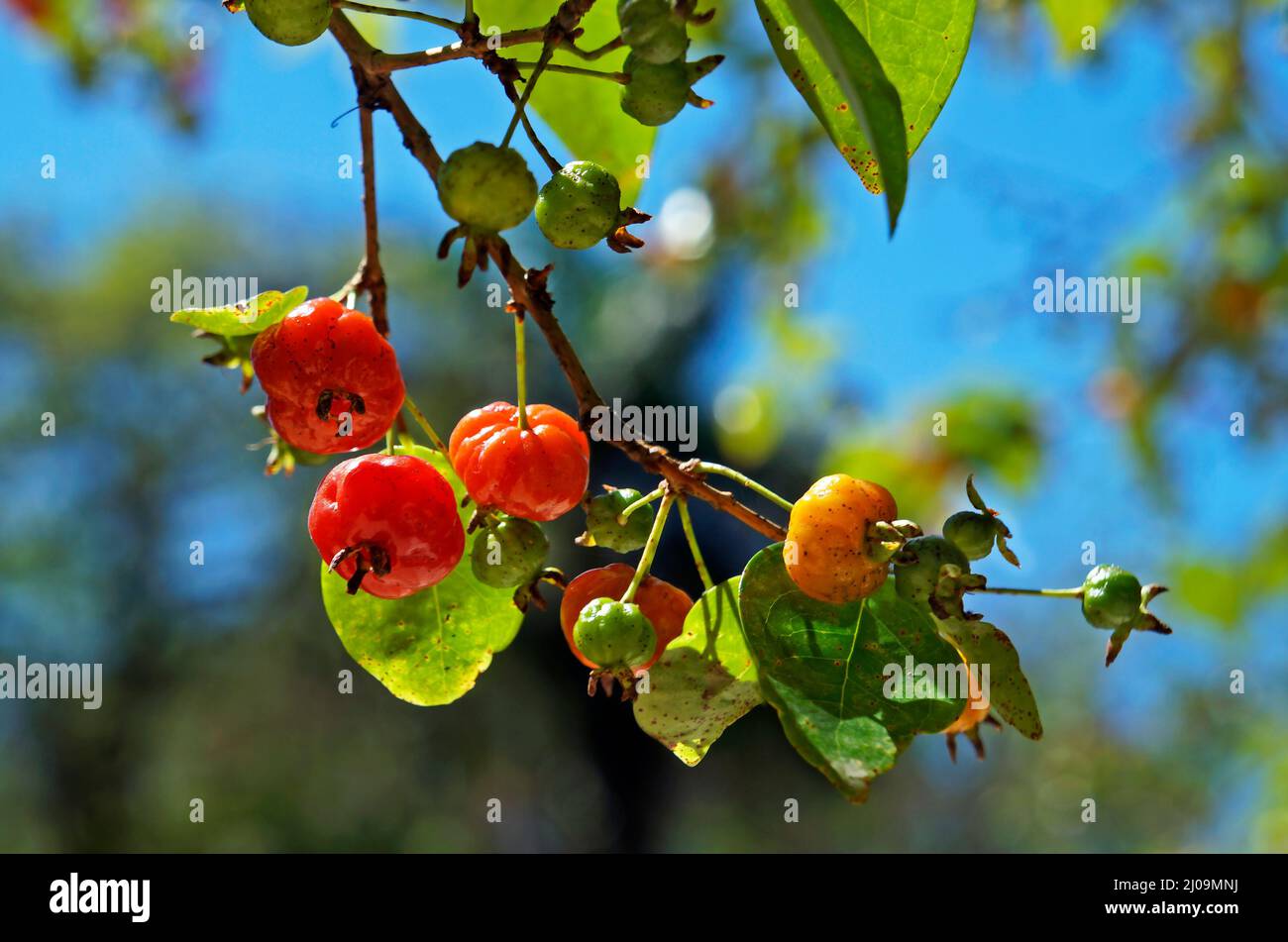 Brazilian cherries on tree (Eugenia uniflora) Stock Photo