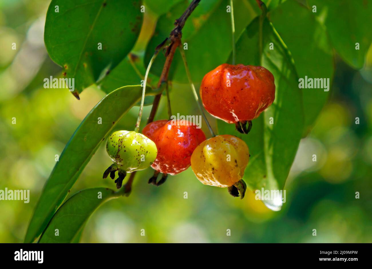 Brazilian cherries on tree (Eugenia uniflora) Stock Photo