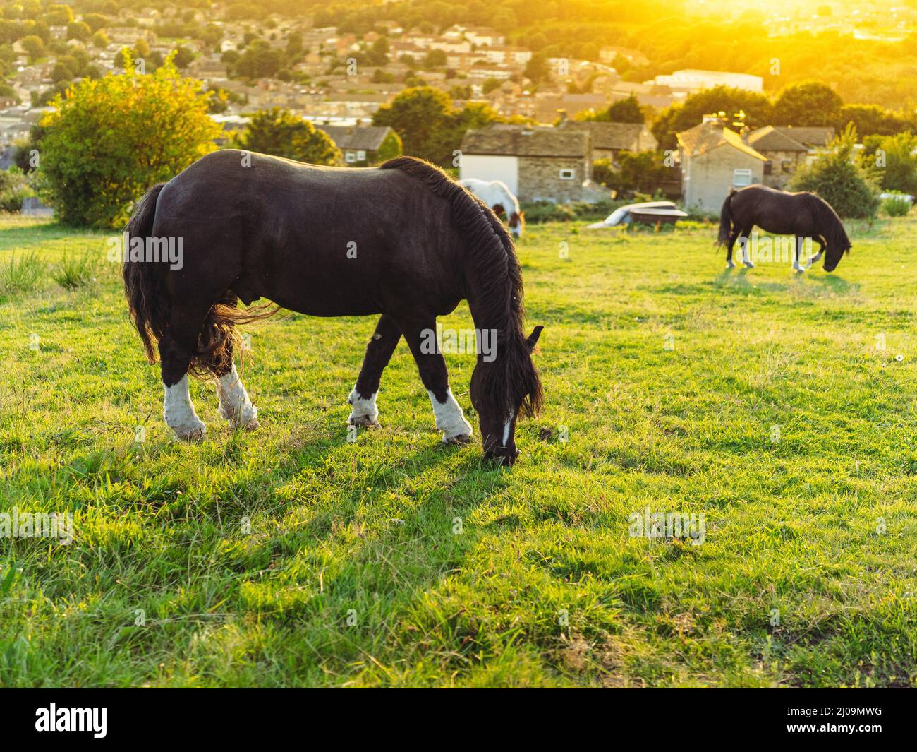 Horses feeding on the meadow Stock Photo