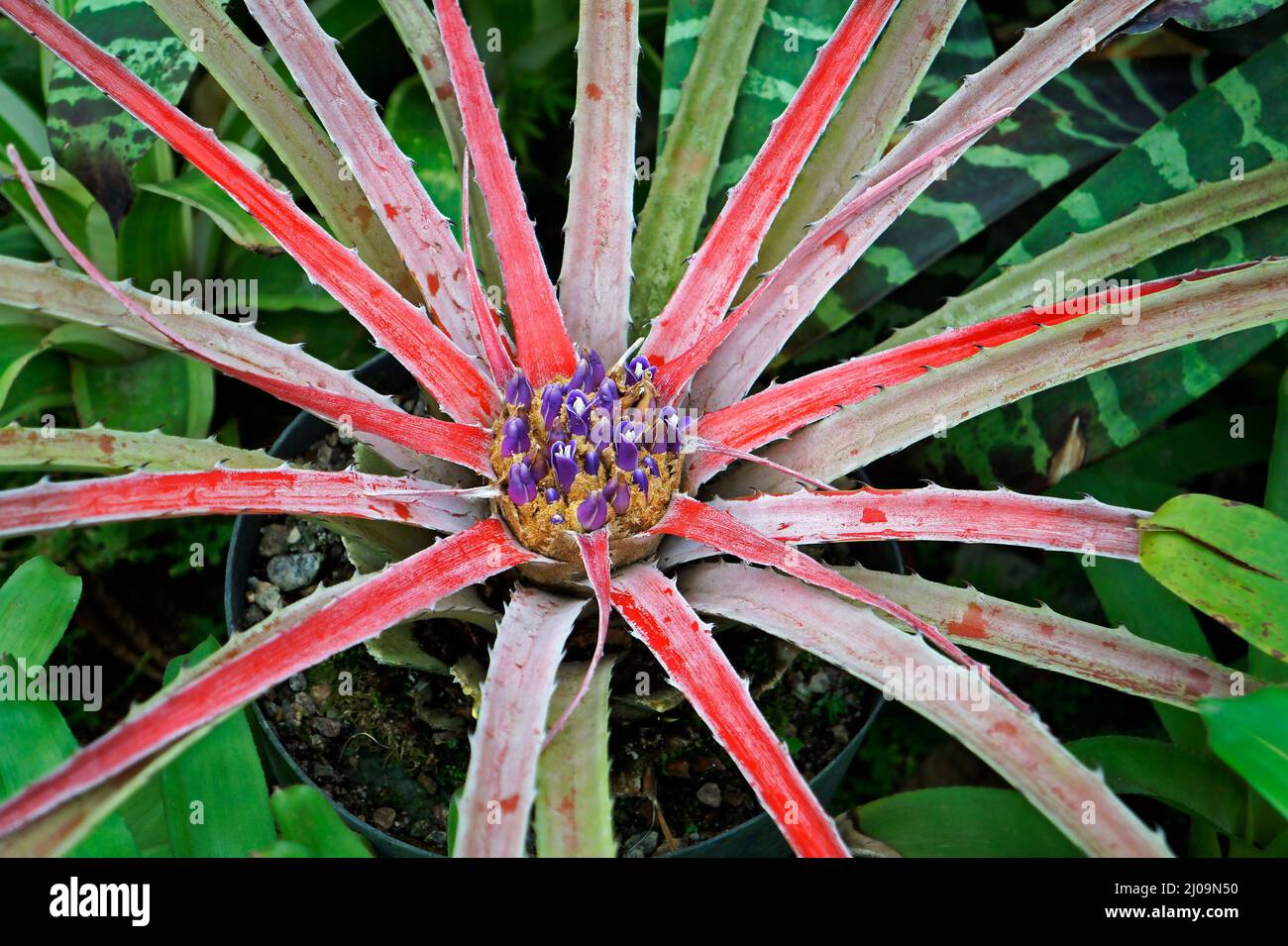 Bromeliad on garden (Orthophytum), Rio Stock Photo