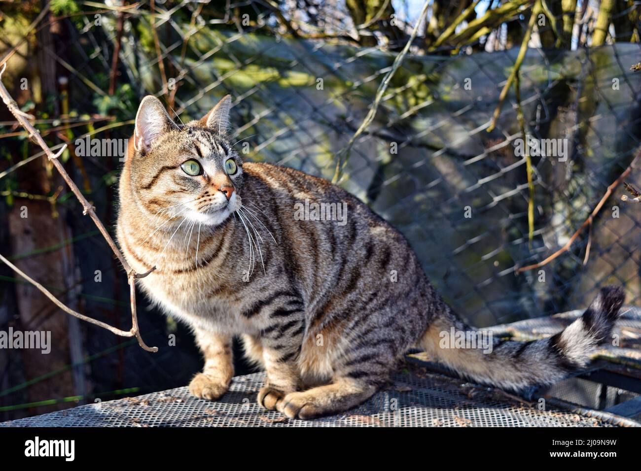 Large domestic cat similar to wild cat, probable descendant (Felis
