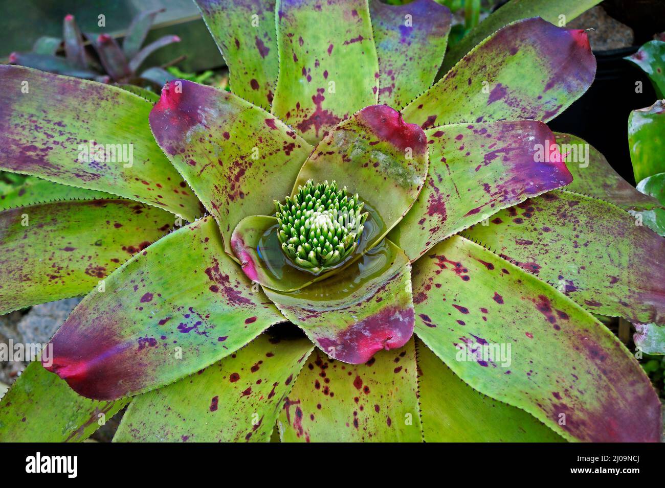 Bromeliad (Neoregelia cruenta) on tropical garden Stock Photo