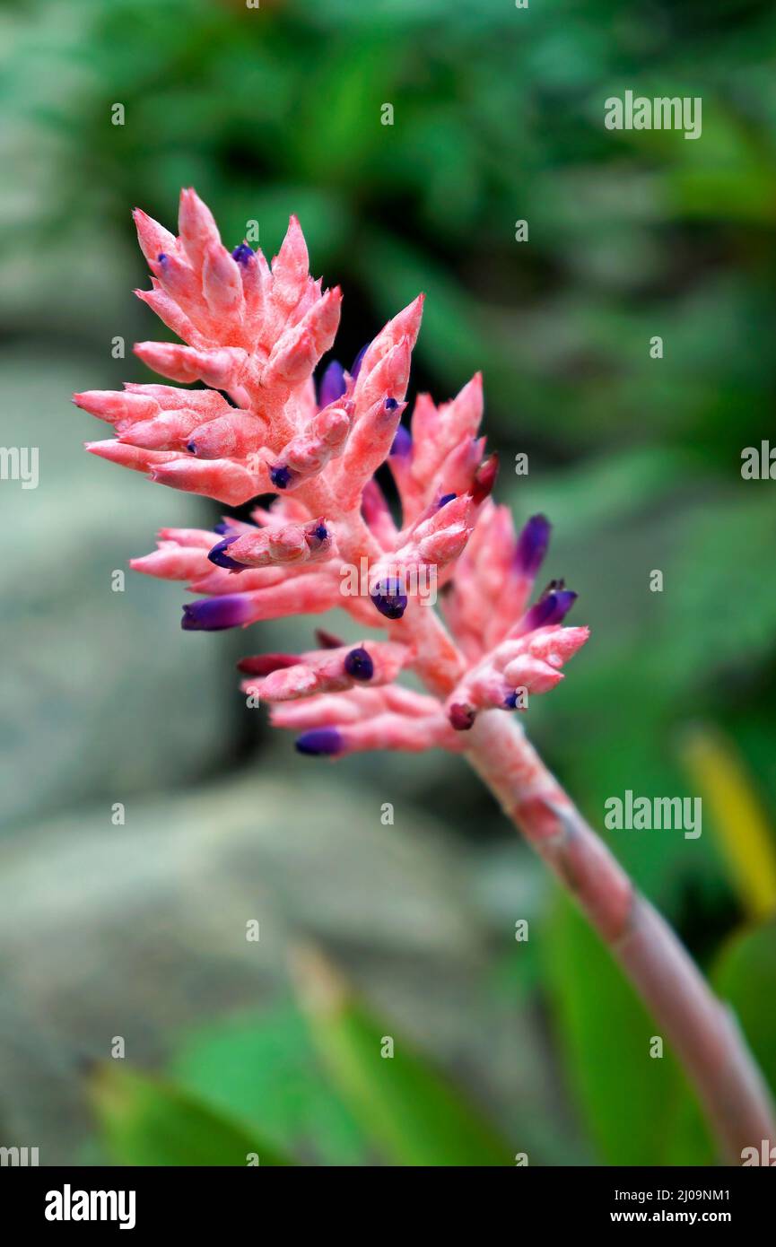 Pink bromeliad inflorescence, Rio Stock Photo