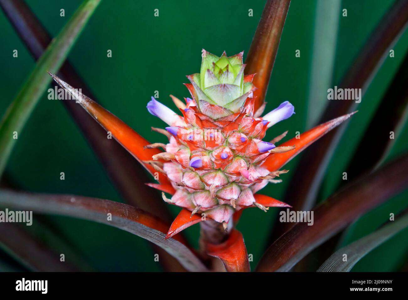 Ornamental pineapple plant green leaf hires stock photography and