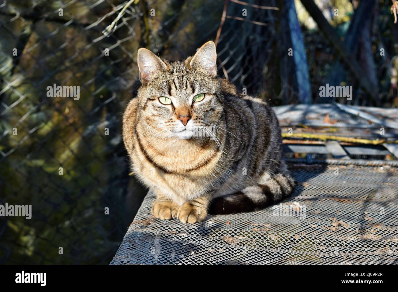 Large domestic cat similar to wild cat, probable descendant (Felis