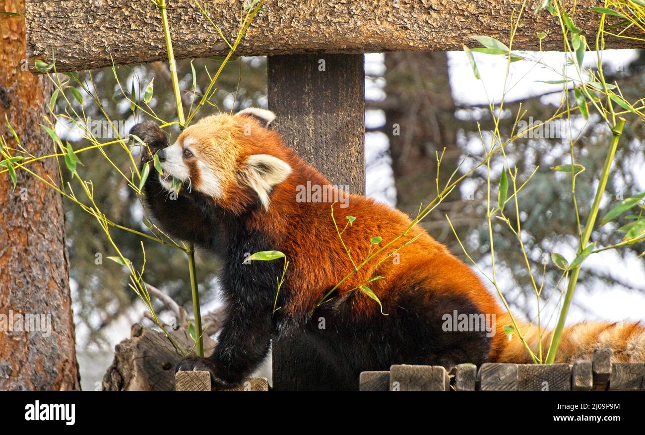 red panda Calgary Zoo Alberta Stock Photo Alamy