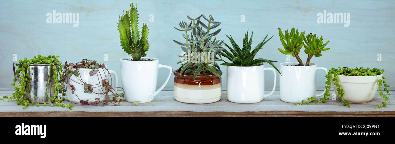 upcycle, reuse, recycled, repurposed kitchen pots and mugs for succulents and house plants, quirky alternative to plastic pots, sustainable garden con Stock Photo