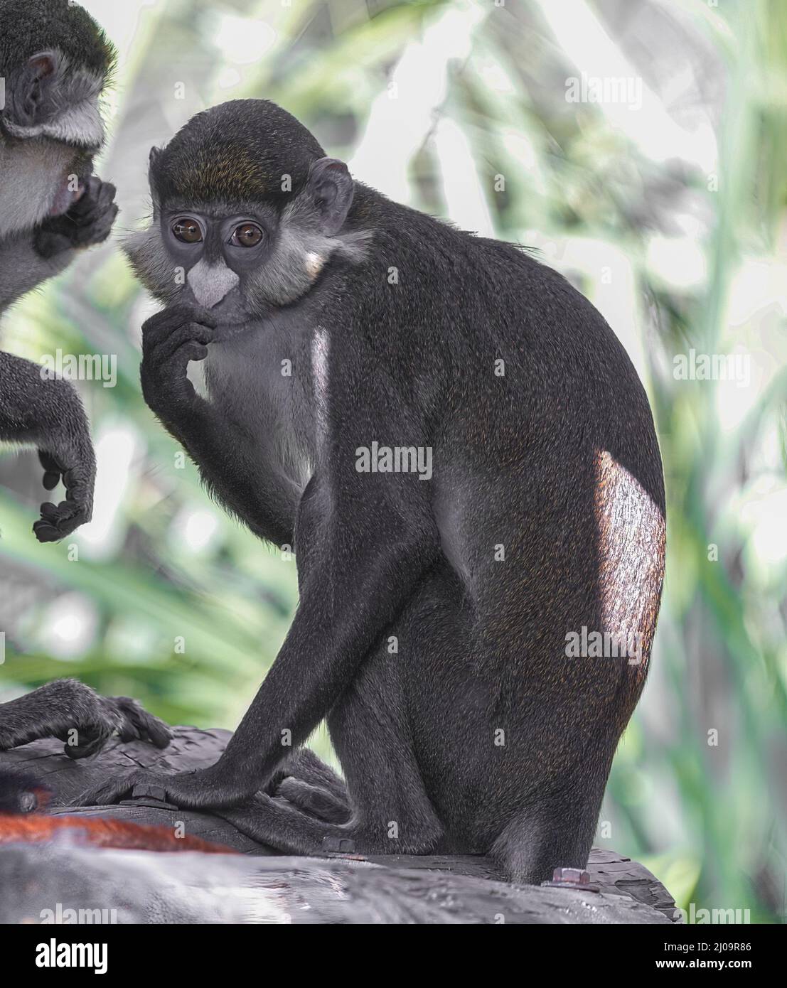 Schmidt's spot-nosed guenon monkey - Cercopithecus ascanius schmidti looking at camera Stock Photo