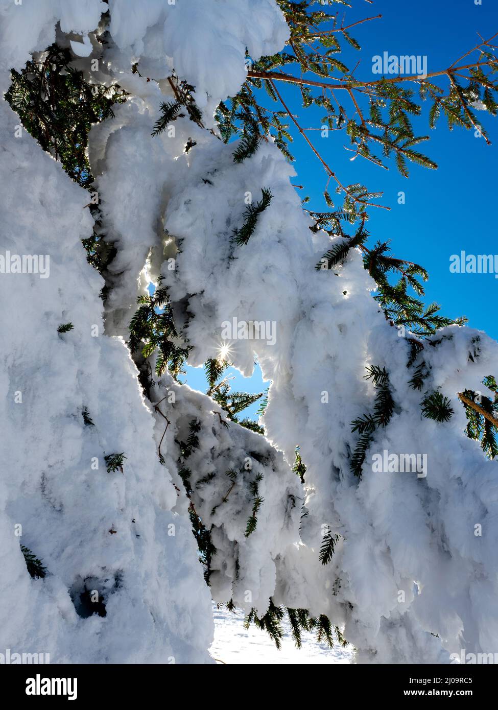 Huge Christmas trees under a thick layer of snow against a clear blue ...