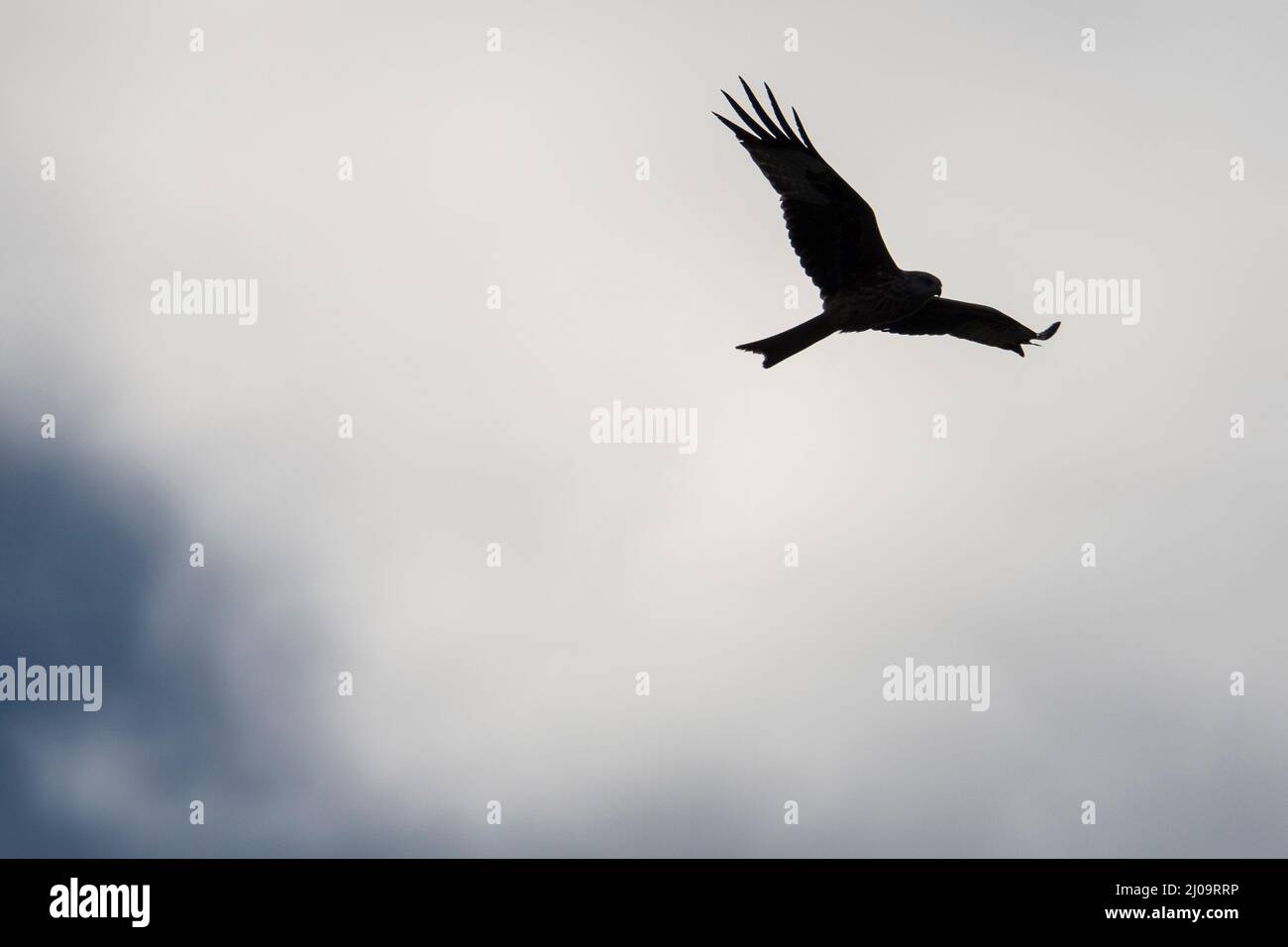 Flying Red Kite (Milvus milvus) flying Stock Photo