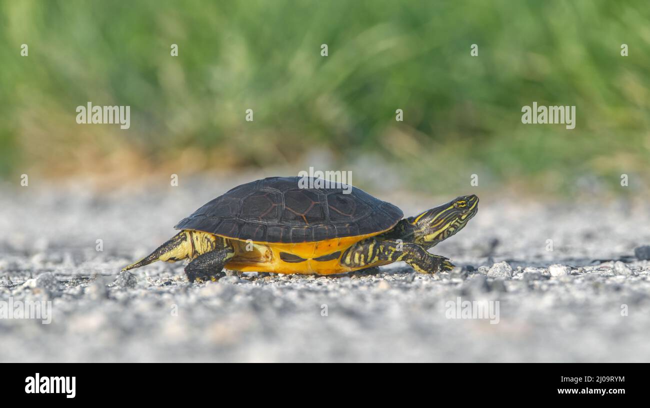 Wild Florida chicken turtle - Deirochelys reticularia - is an uncommon freshwater turtle found in the southeast of the United States. Crossing gravel Stock Photo