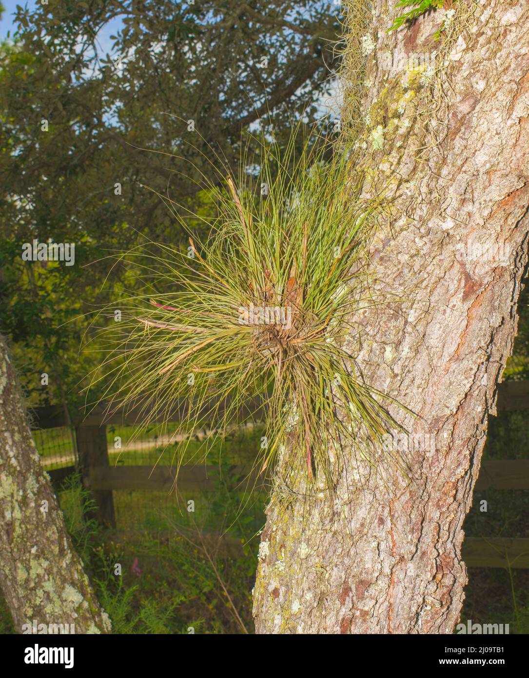 Giant size Bartram’s air plant - Tillandsia bartramii growing on the side of a sand live oak tree Stock Photo