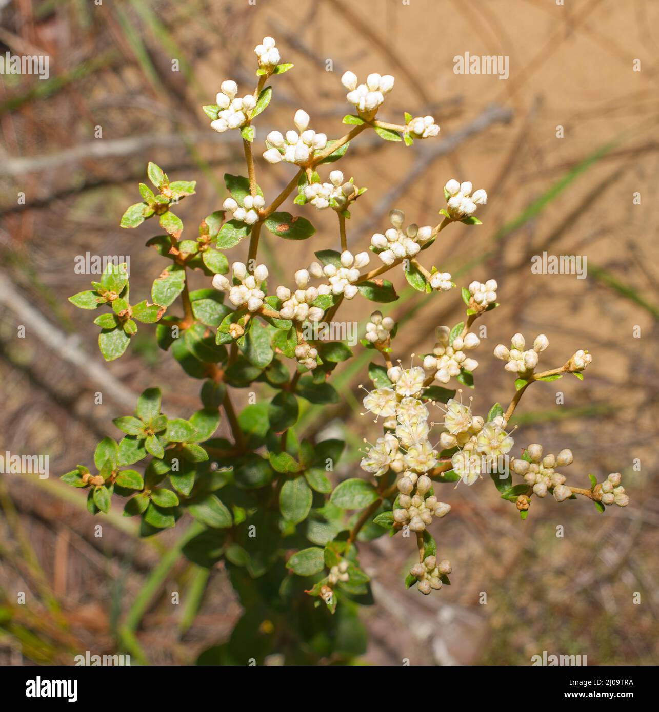 Perennial buckwheat hires stock photography and images Alamy